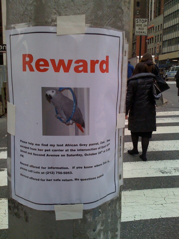 My African Grey Parrot