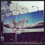 Zebras on the HighLine Billboard